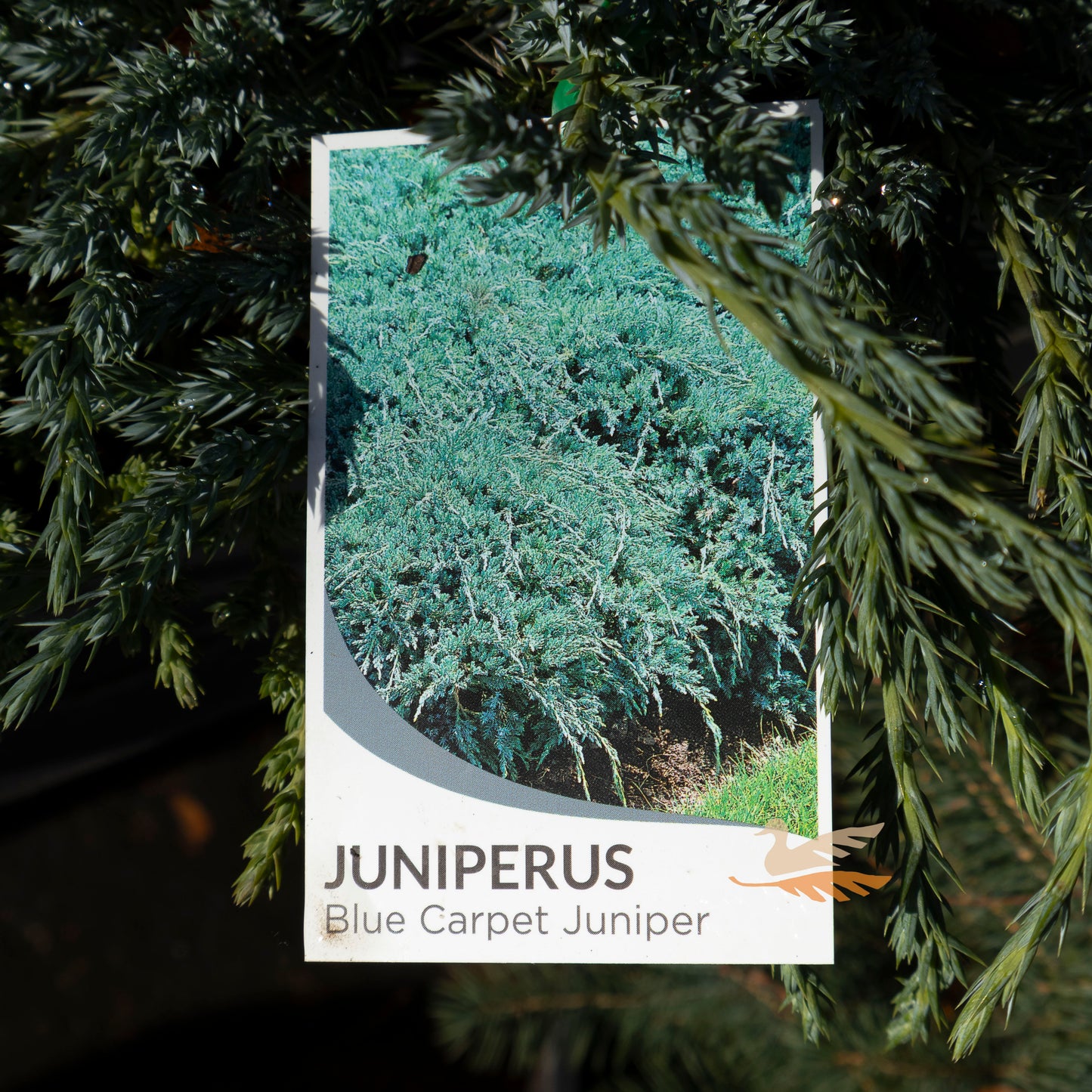 Juniperus Squamata Blue Carpet - 20cm pot