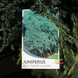 Juniperus Squamata Blue Carpet - 20cm pot