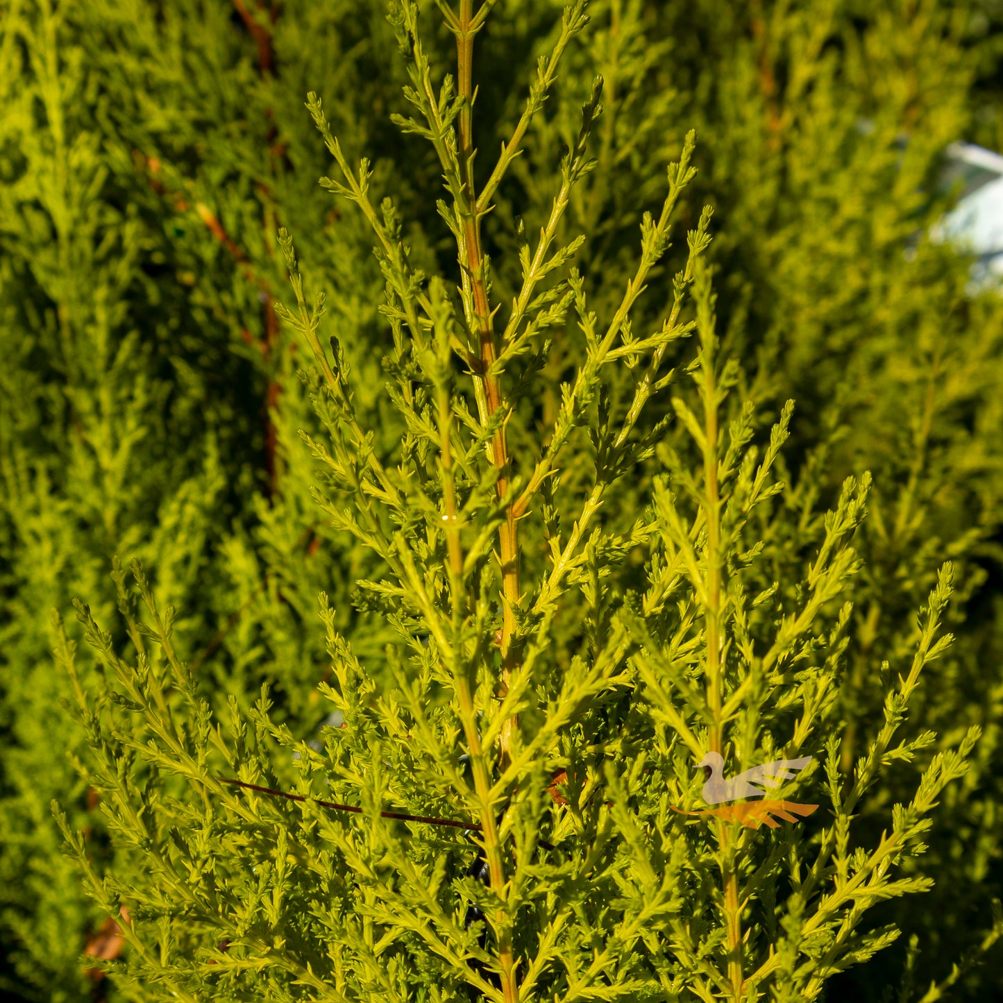 Cupressus Lemon Aroma - 20cm Pot