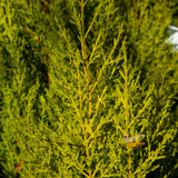 Cupressus Lemon Aroma - 20cm Pot