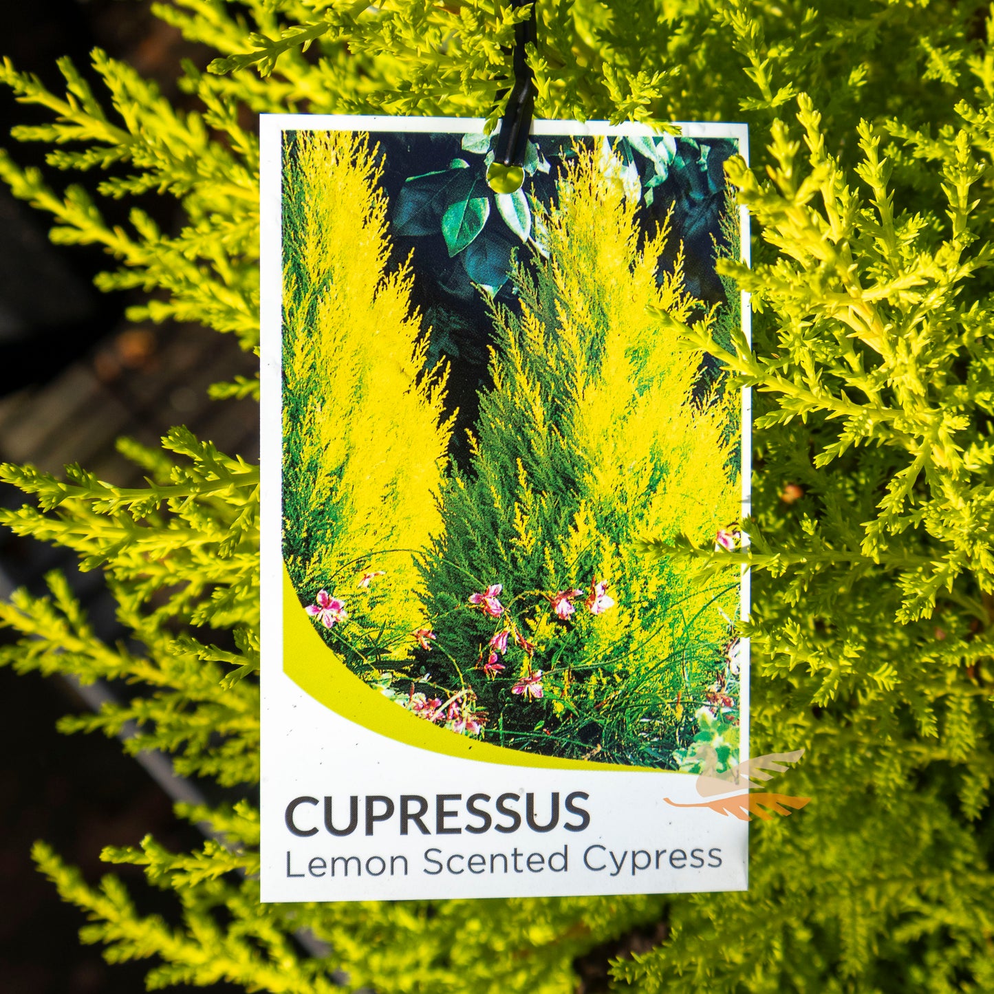 Cupressus Lemon Aroma - 20cm Pot