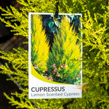Cupressus Lemon Aroma - 20cm Pot