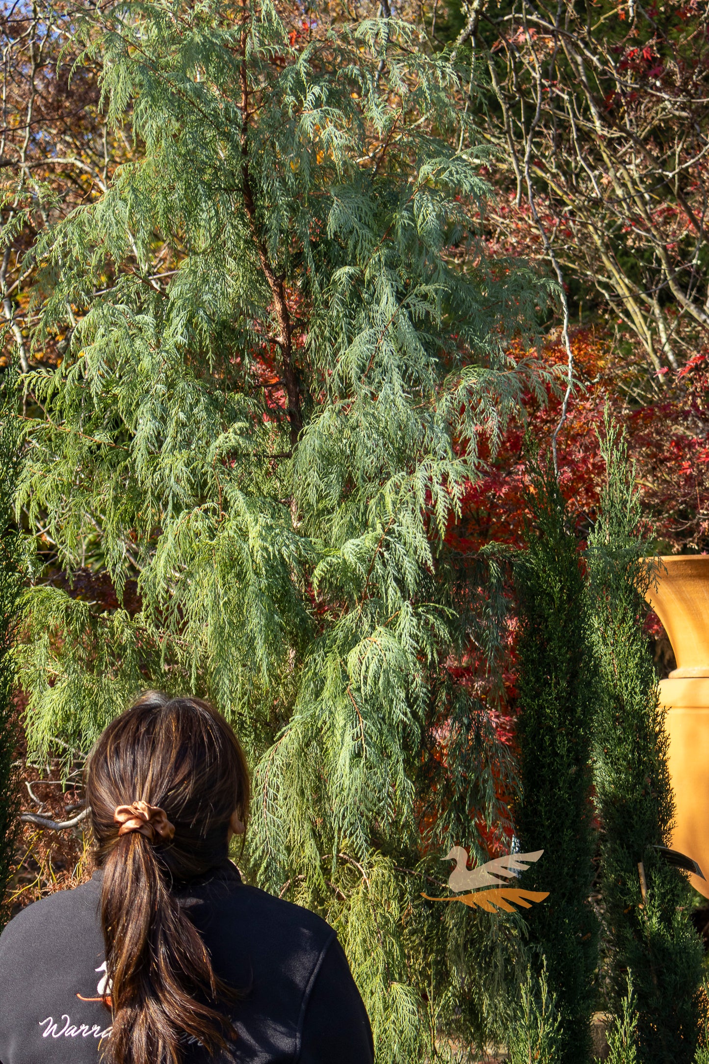 Cupressus Cashmeriana Silver Shadow - 30cm Pot