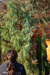 Cupressus Cashmeriana Silver Shadow - 30cm Pot