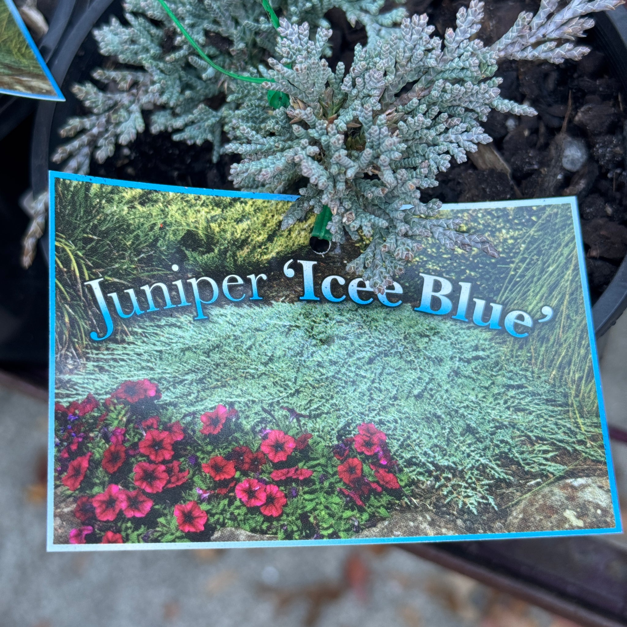Juniperus Icee Blue - 14cm Pot