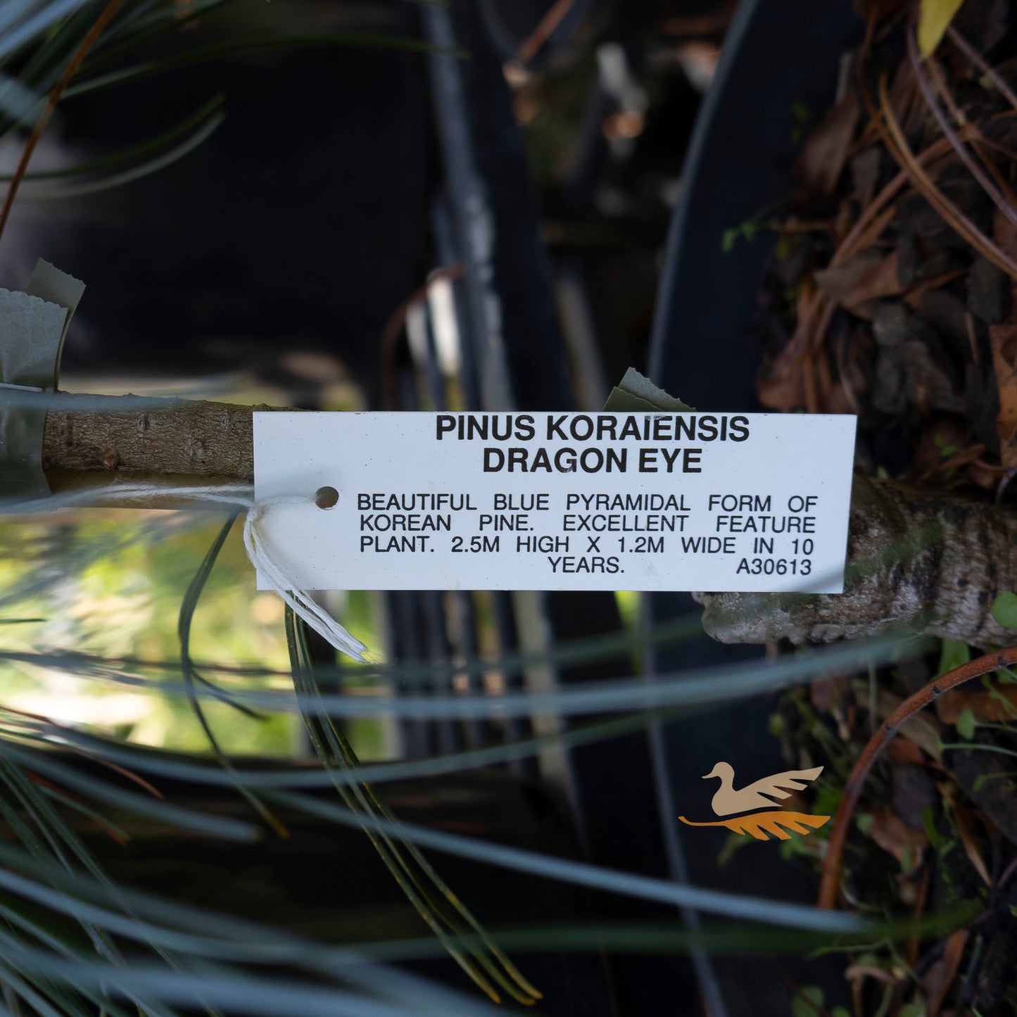 Pinus Koraiensis Dragon Eye - 20cm Pot