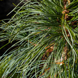 Pinus Koraiensis Dragon Eye - 20cm Pot