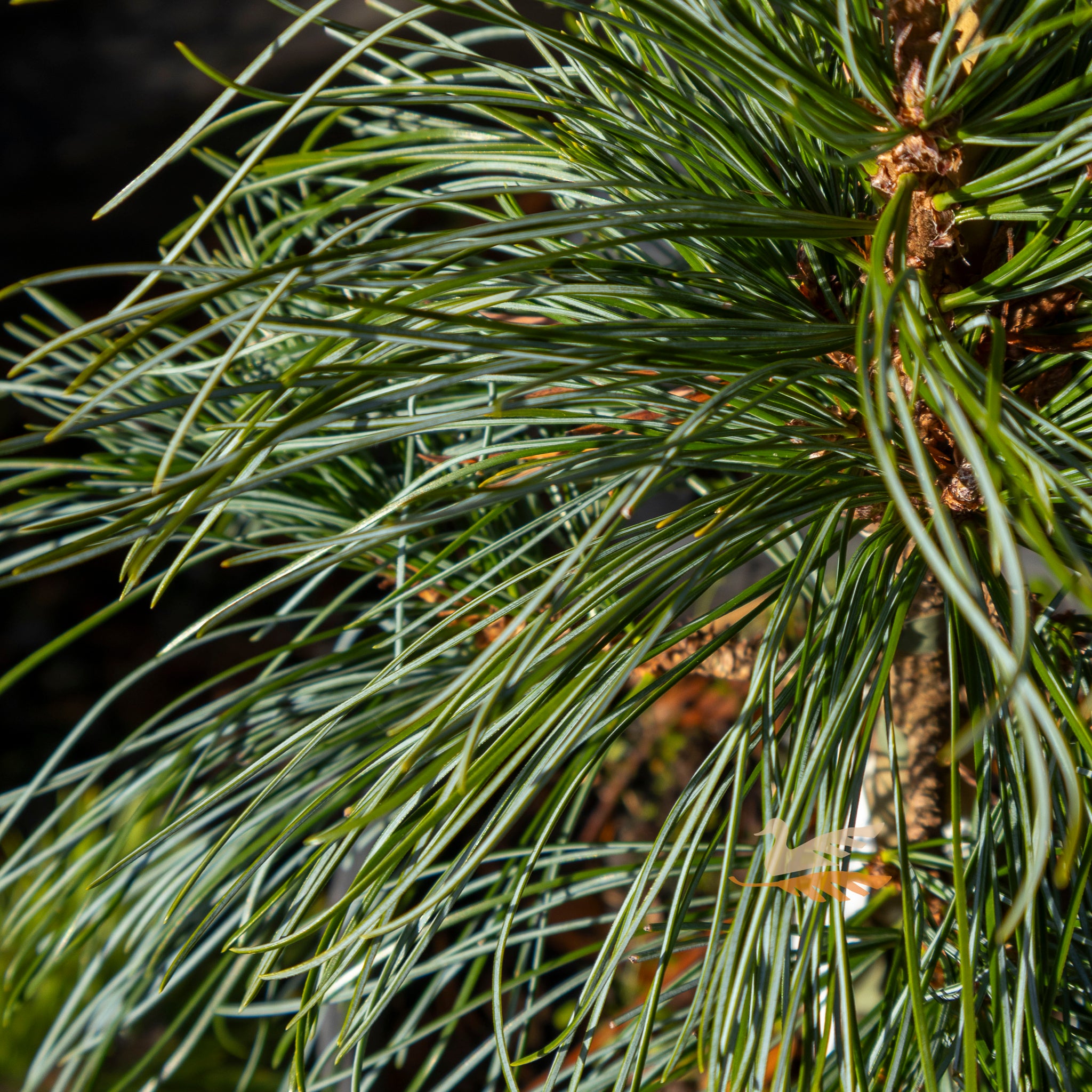 Pinus Koraiensis Dragon Eye - 20cm Pot