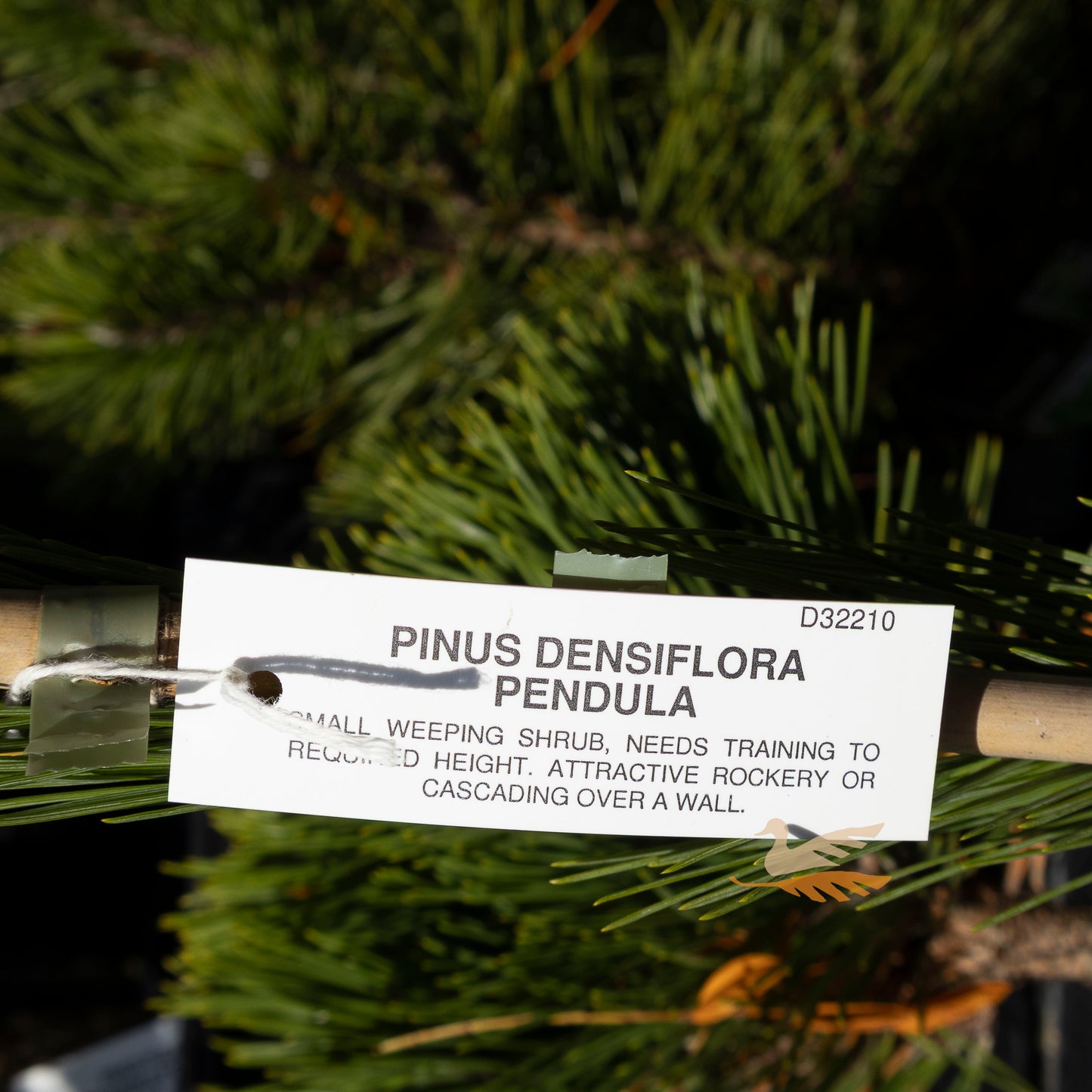 Pinus Densiflora Weeping Red Pine - 20cm Pot
