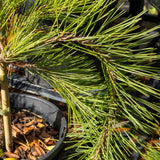 Pinus Densiflora Weeping Red Pine - 20cm Pot