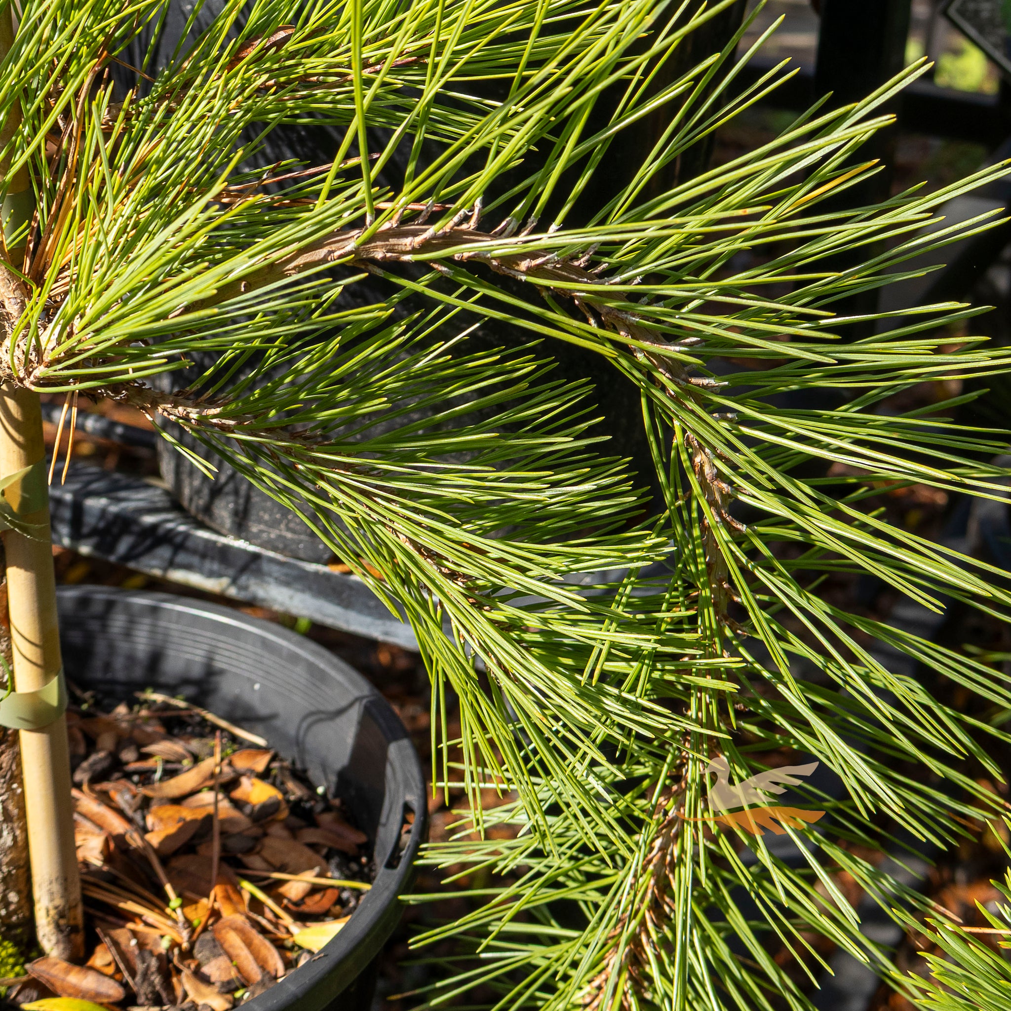 Pinus Densiflora Weeping Red Pine - 20cm Pot