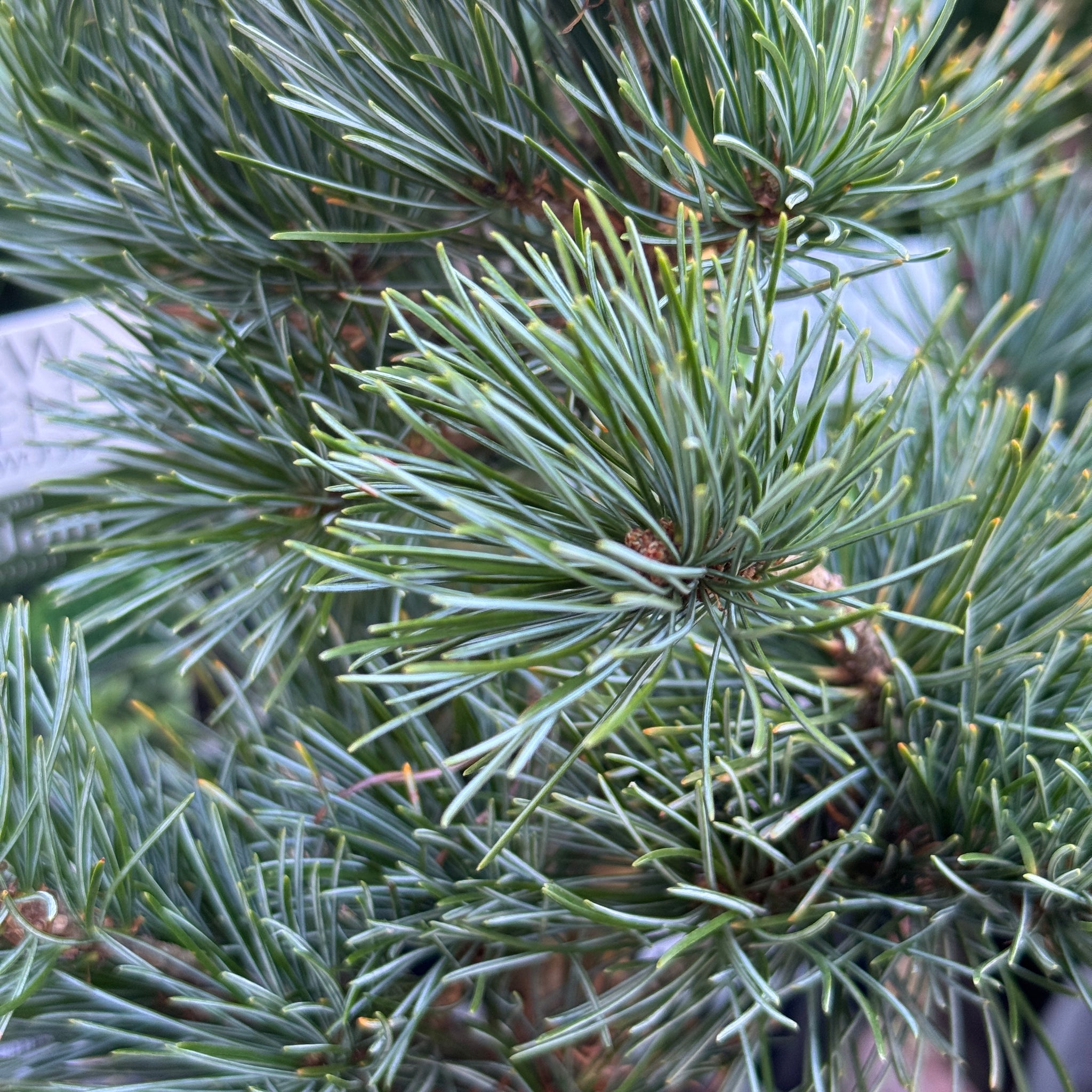 Pinus Glauca White Pine - 20cm Pot