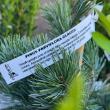 Pinus Glauca White Pine - 20cm Pot