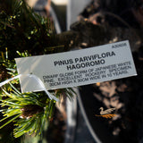 Pinis Parviflora Hagoromo - 20cm Pot
