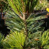Pinus Vanderwolfs Pyramid - 20cm Pot