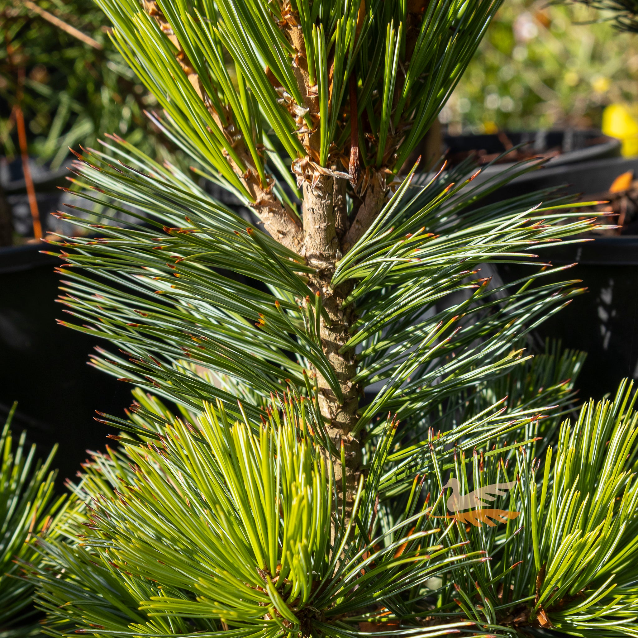 Pinus Vanderwolfs Pyramid - 20cm Pot