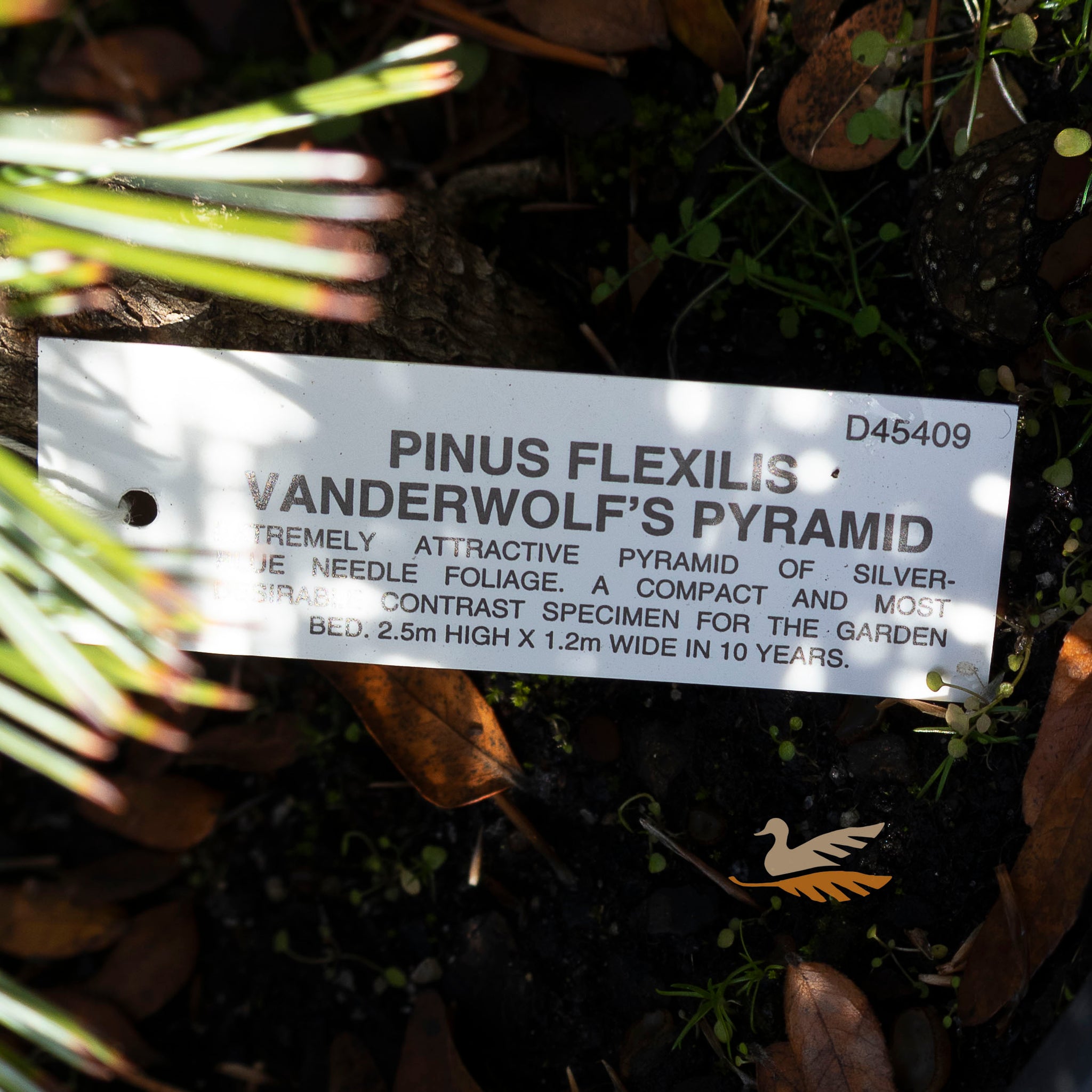 Pinus Vanderwolfs Pyramid - 20cm Pot