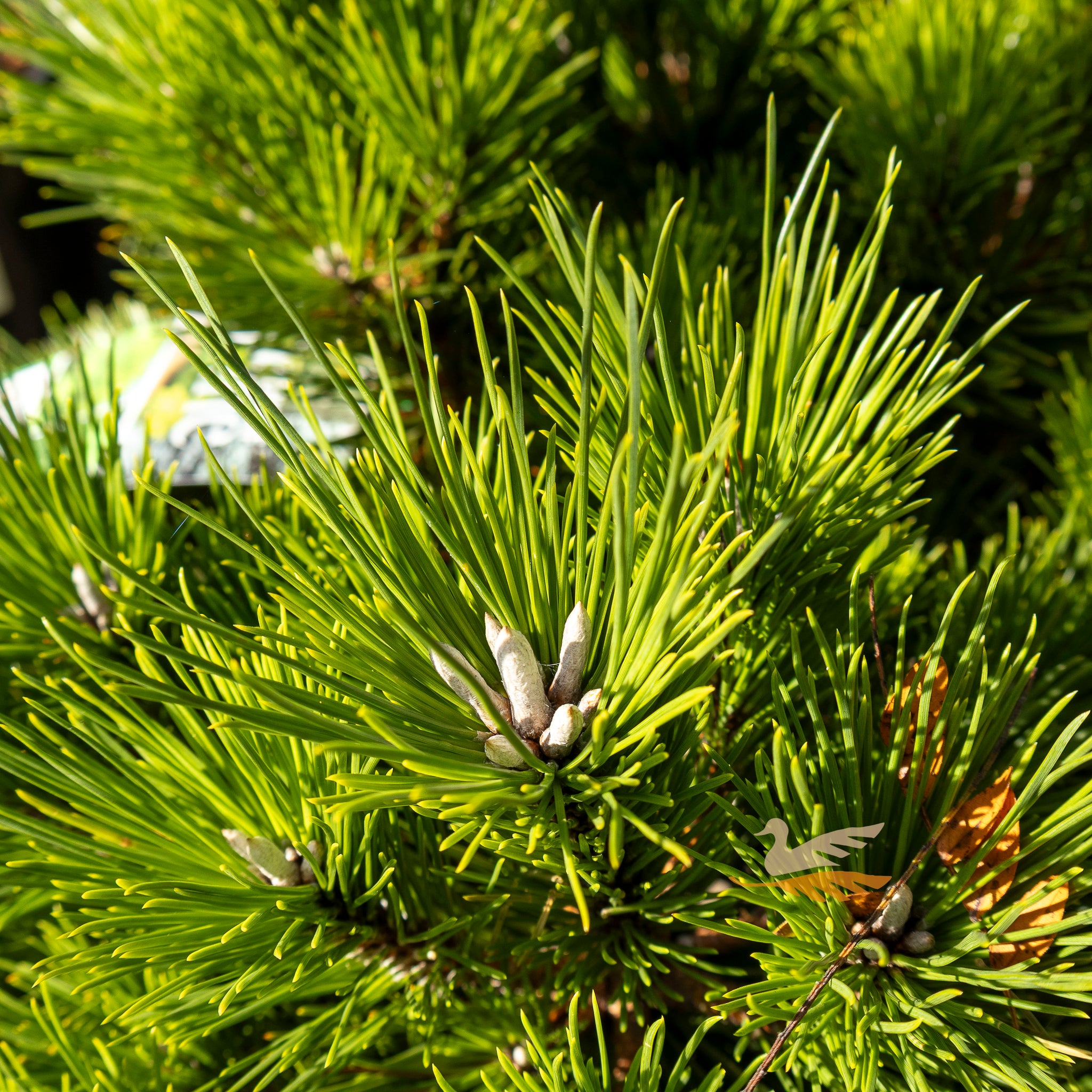 Pinus Thunbergii Emerys Dwarf - 30cm Pot