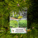 Pinus Thunbergii Emerys Dwarf - 30cm Pot