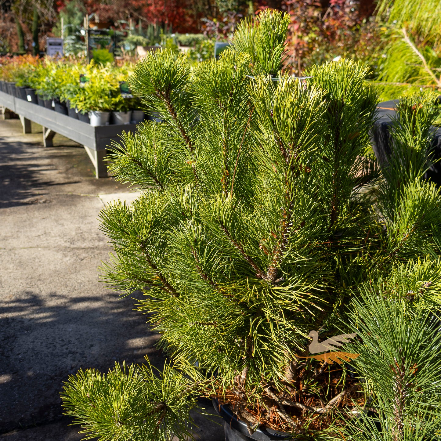 Pinus Mugo Dwarf Mountain Pine - 30cm Pot
