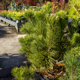 Pinus Mugo Dwarf Mountain Pine - 30cm Pot