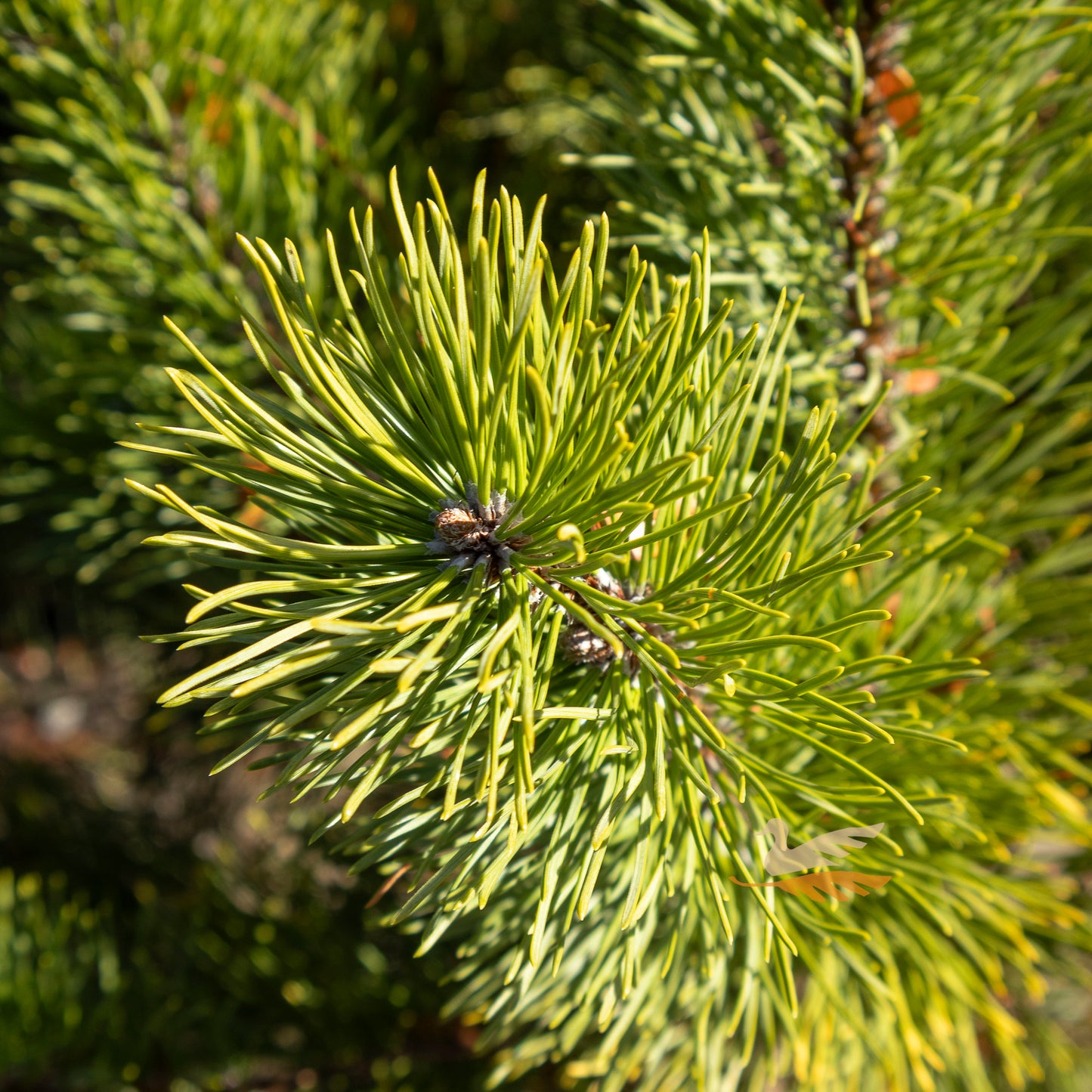 Pinus Mugo Dwarf Mountain Pine - 30cm Pot