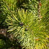 Pinus Mugo Dwarf Mountain Pine - 30cm Pot