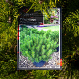 Pinus Mugo Dwarf Mountain Pine - 30cm Pot