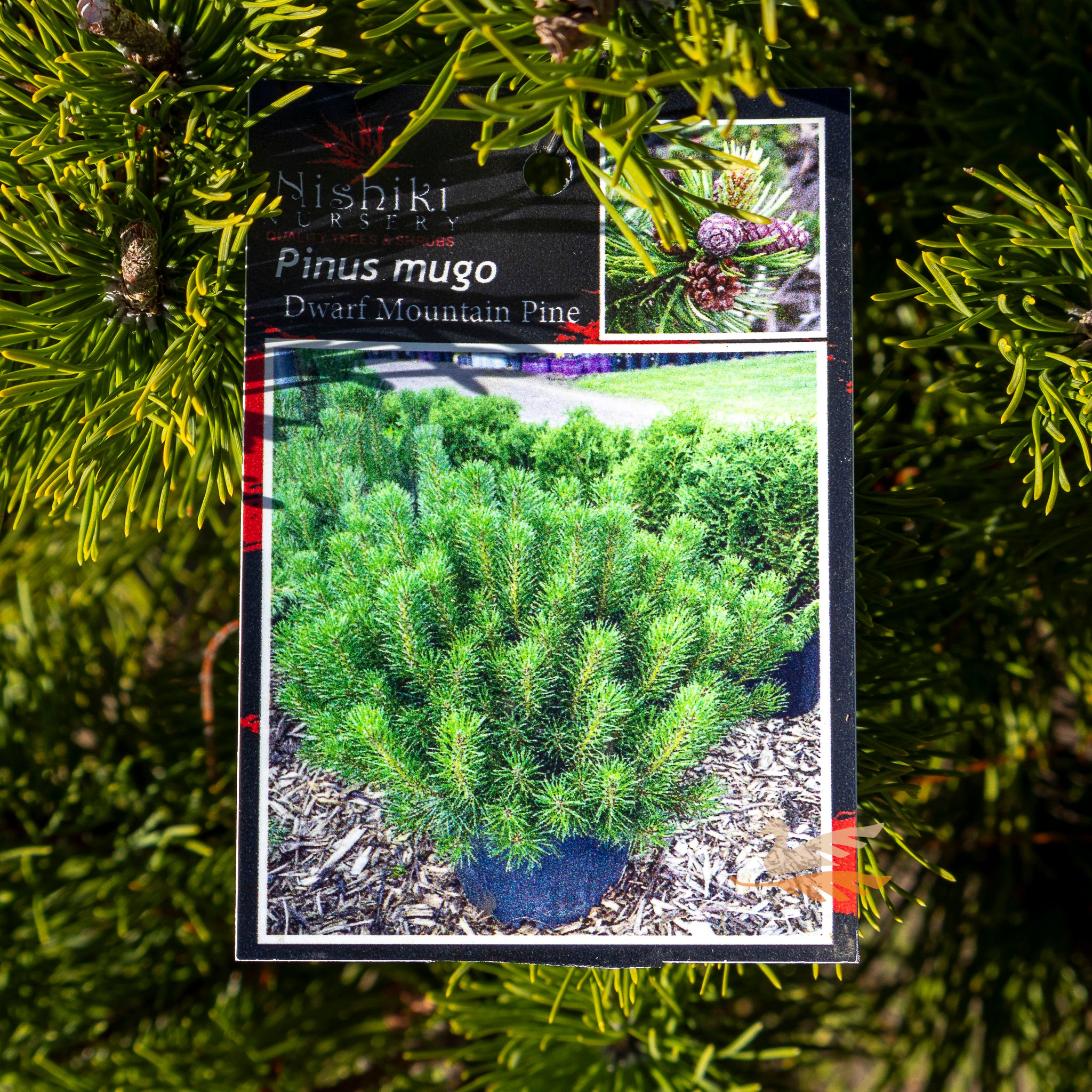 Pinus Mugo Dwarf Mountain Pine - 30cm Pot