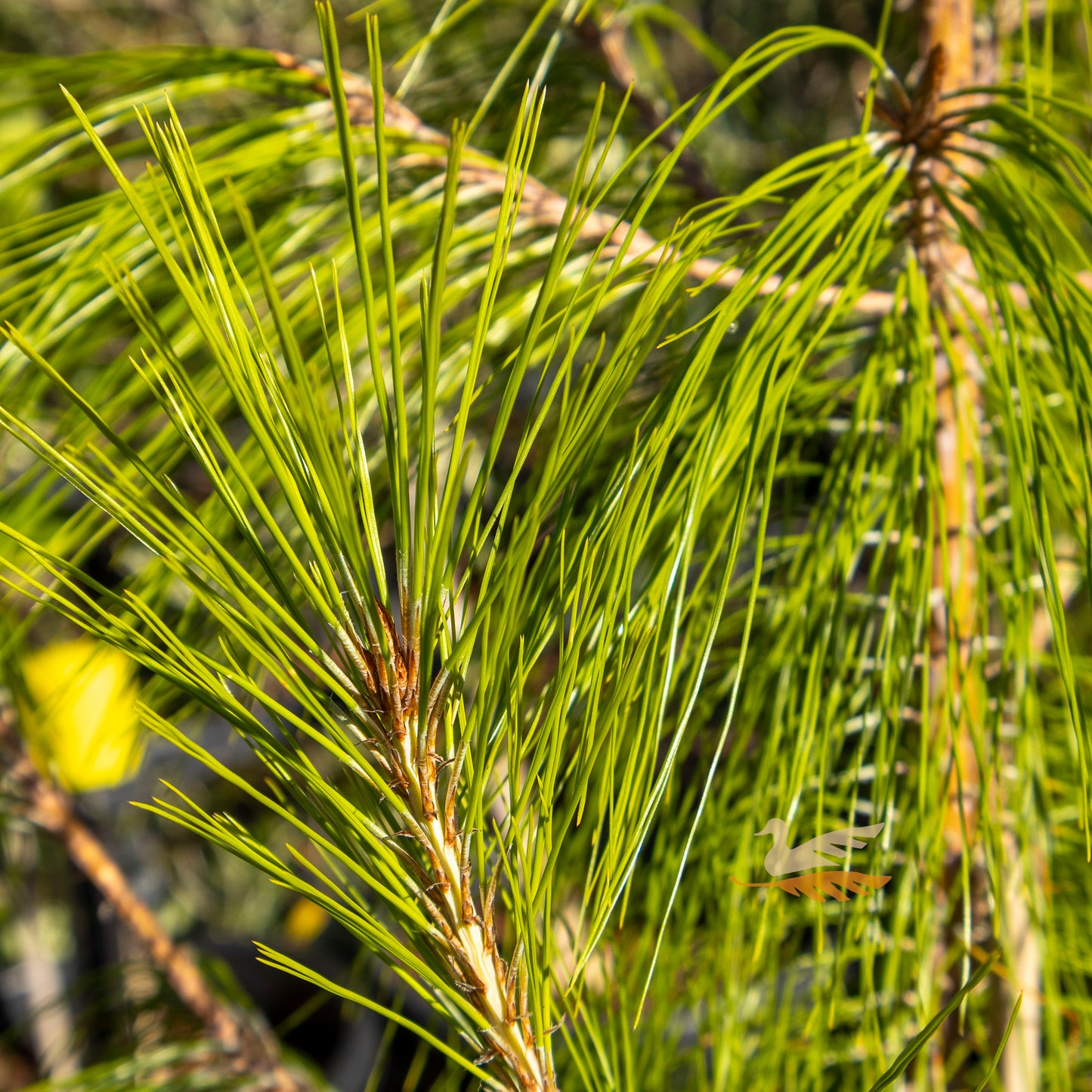 Pinus Patula Mexican Pine - 25cm Pot