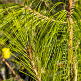 Pinus Patula Mexican Pine - 25cm Pot
