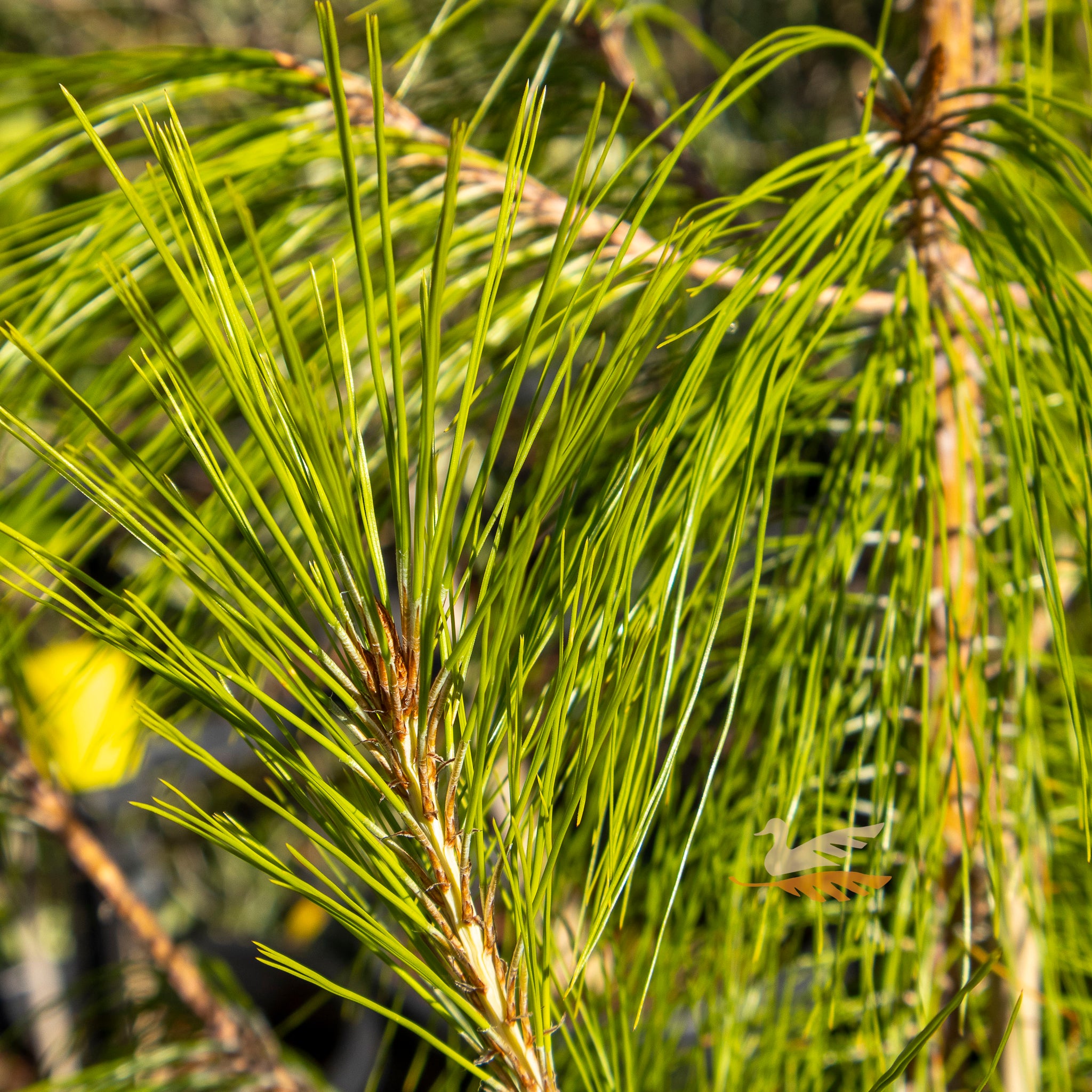 Pinus Patula Mexican Pine - 25cm Pot