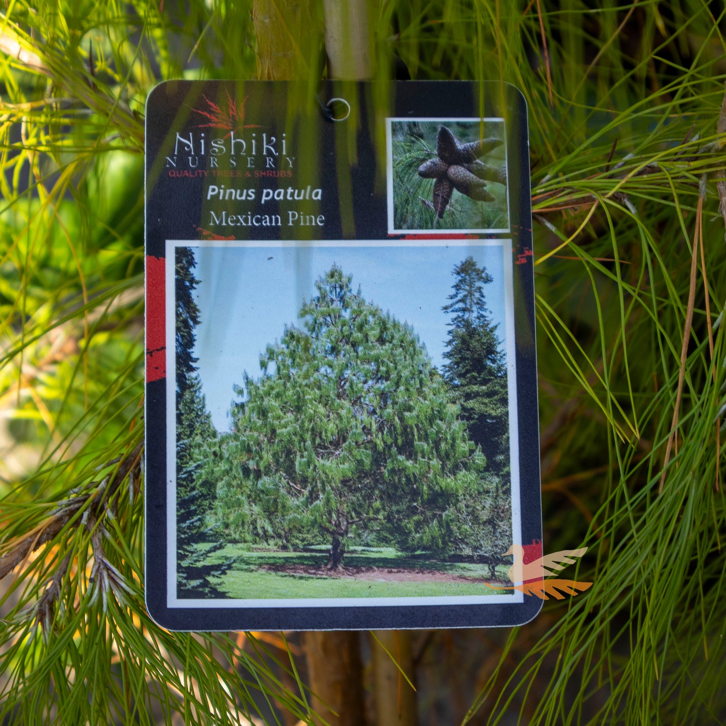 Pinus Patula Mexican Pine - 25cm Pot