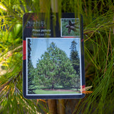 Pinus Patula Mexican Pine - 25cm Pot