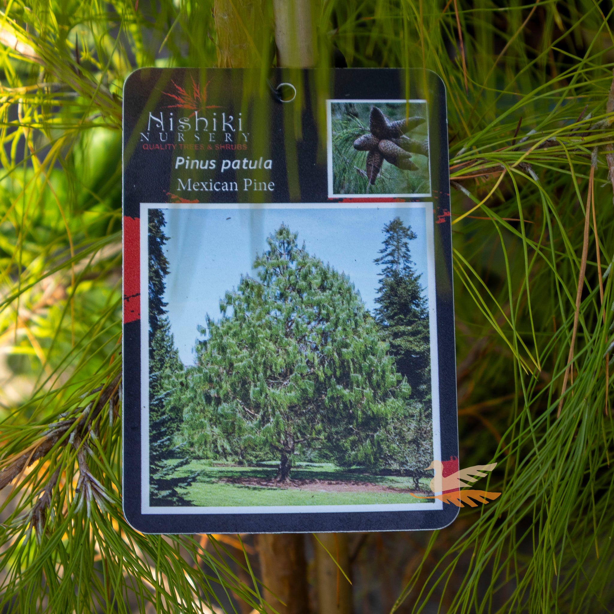 Pinus Patula Mexican Pine - 25cm Pot