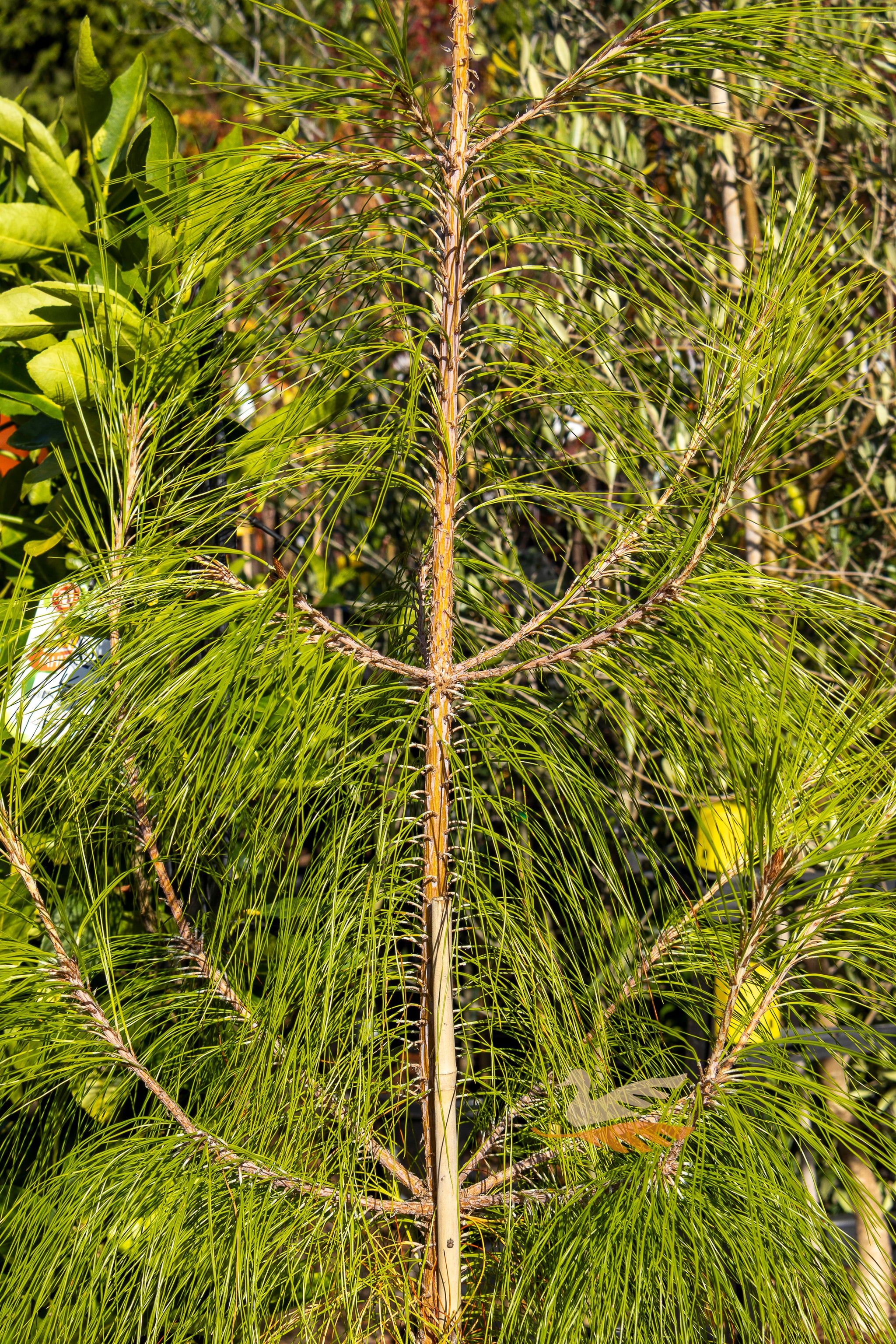 Pinus Patula Mexican Pine - 25cm Pot