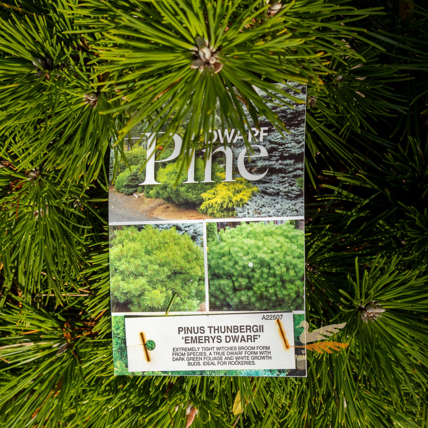 Pinus Thunbergii Emerys Dwarf - 20cm Pot