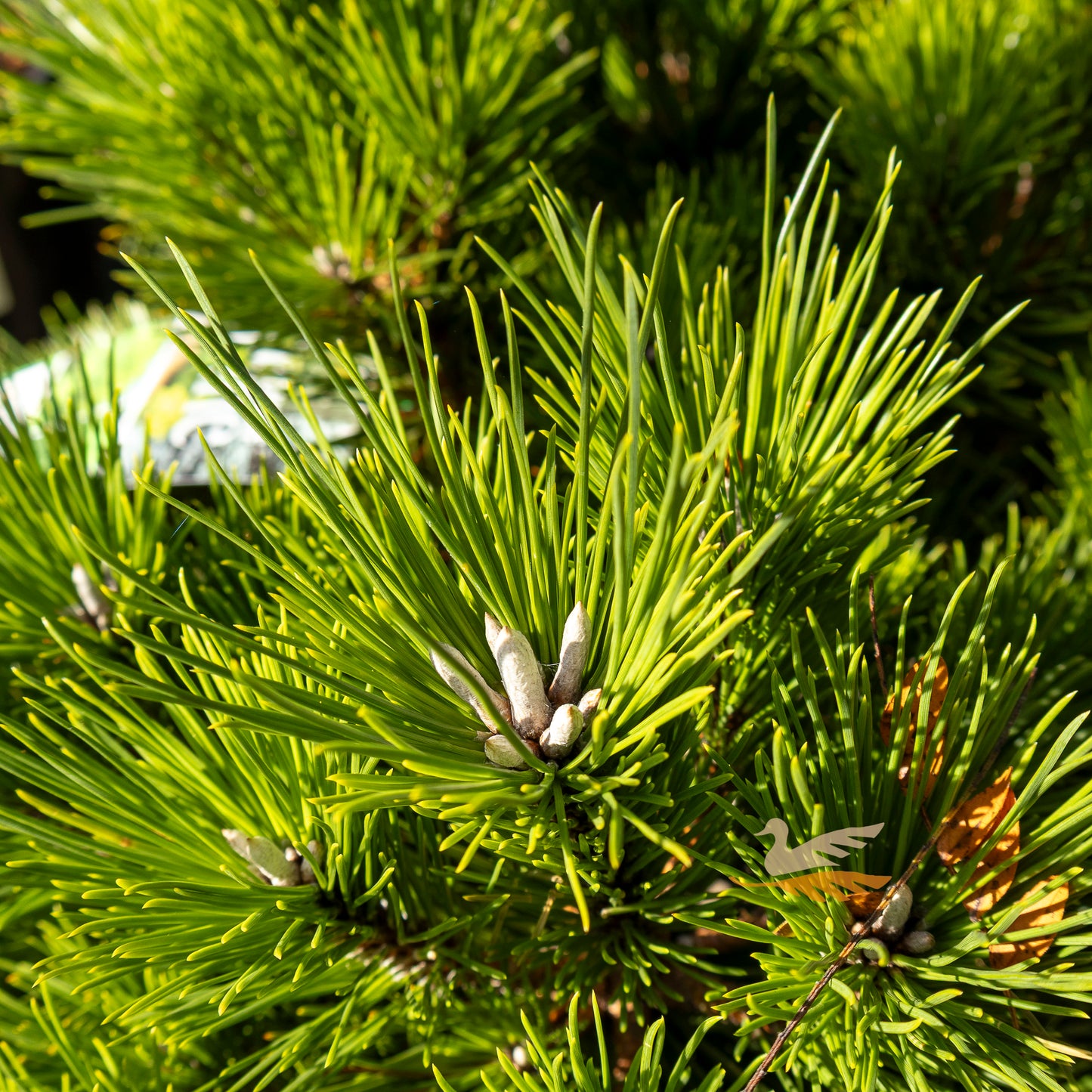 Pinus Thunbergii Emerys Dwarf - 20cm Pot