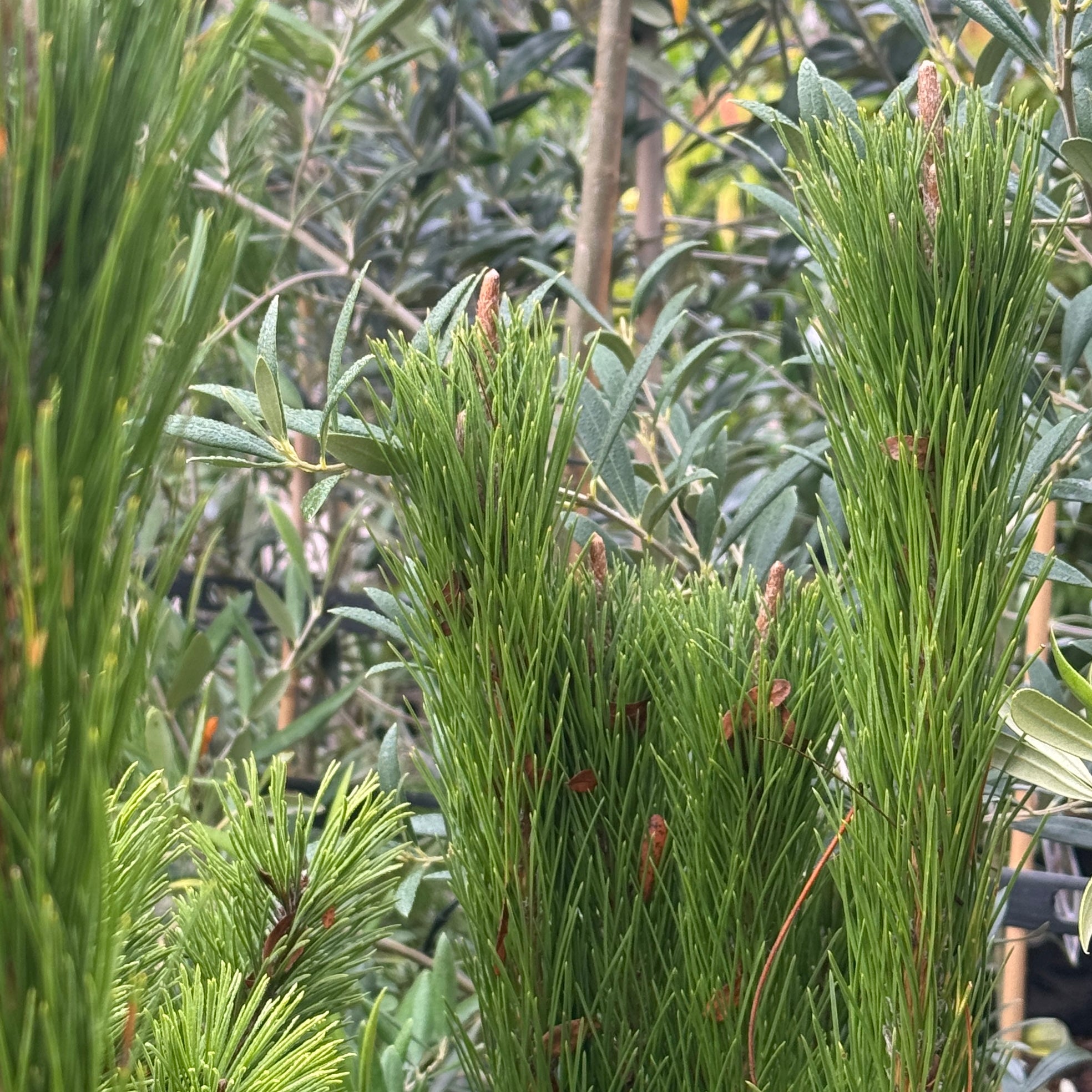 Pinus Thunbergii Japanese Black Pine - 14cm Pot