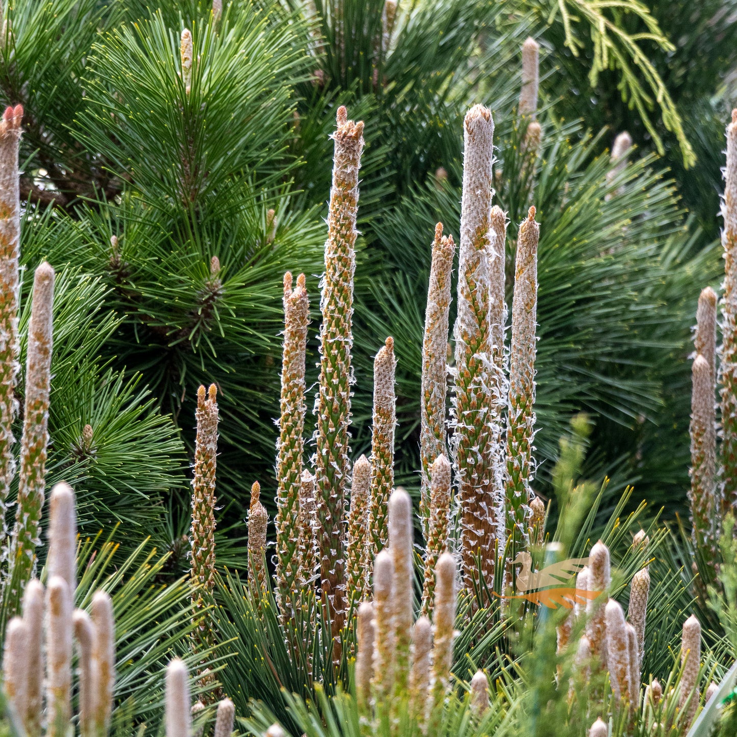 Pinus Thunbergii Japanese Black Pine - 14cm Pot