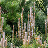 Pinus Thunbergii Japanese Black Pine - 14cm Pot