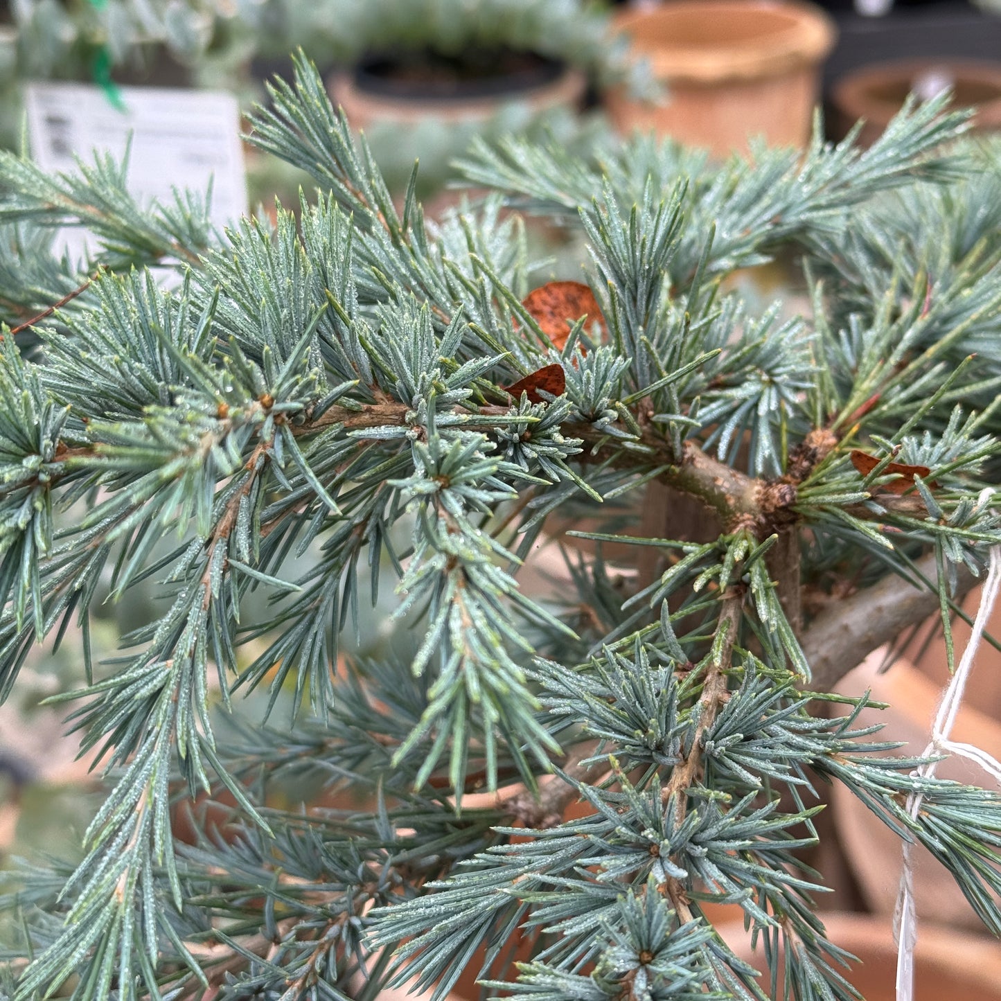 Cedrus Deodara Feelin Blue Standard - 25cm Pot