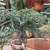 Cedrus Deodara Feelin Blue Standard - 25cm Pot