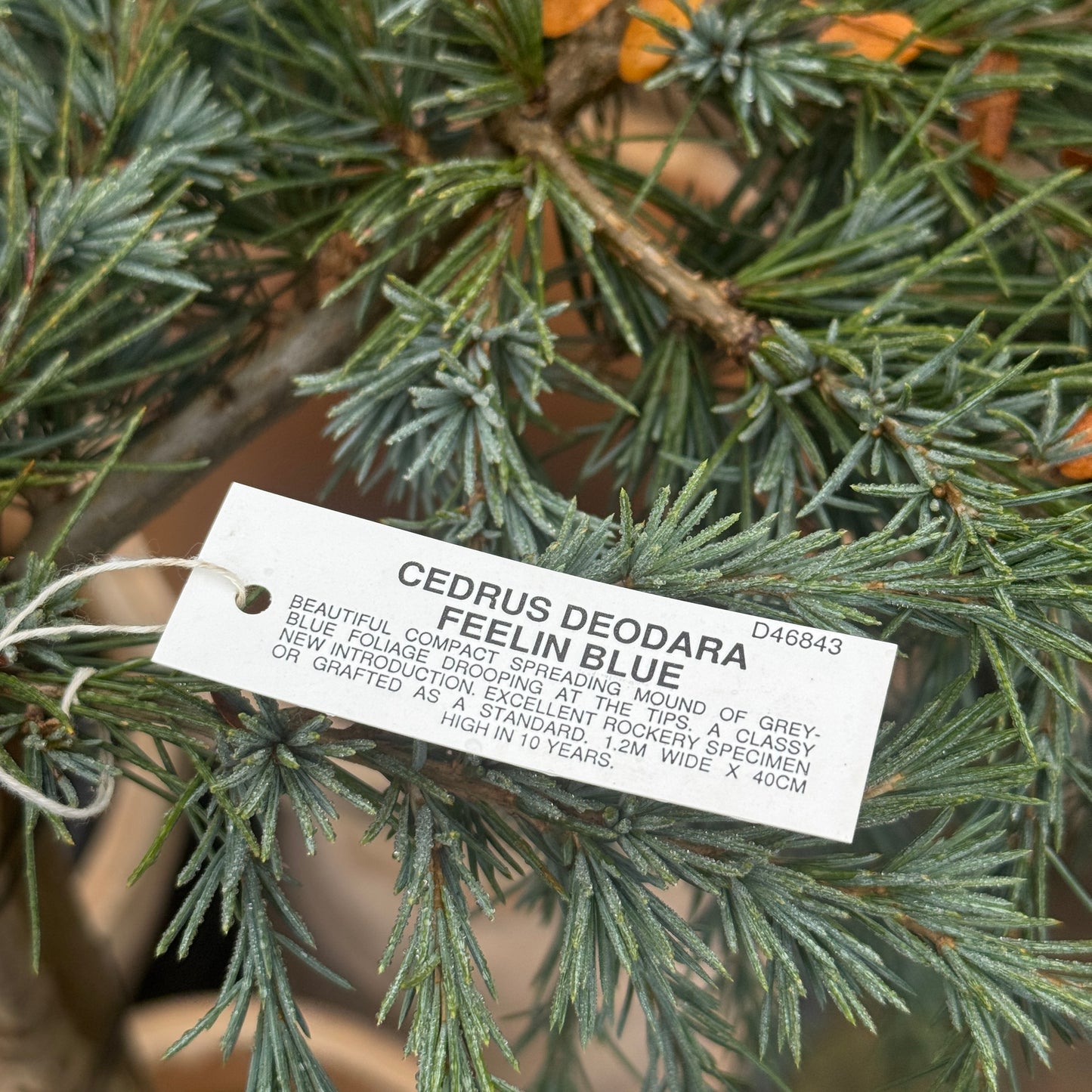 Cedrus Deodara Feelin Blue Standard - 25cm Pot