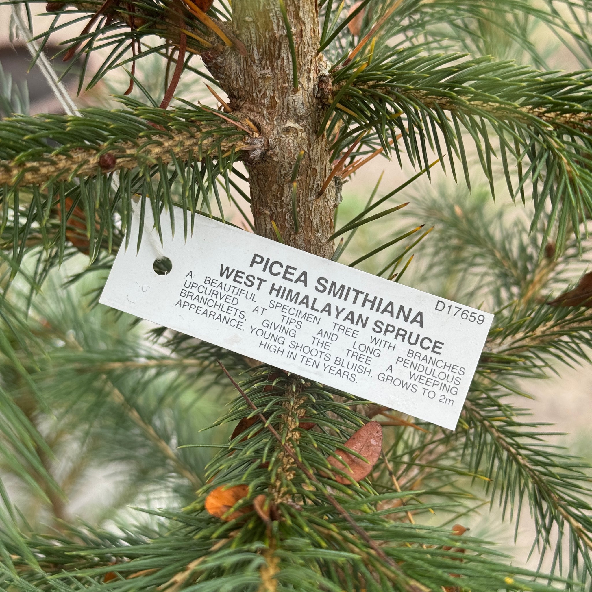 Picea Smithiana - 40cm Pot