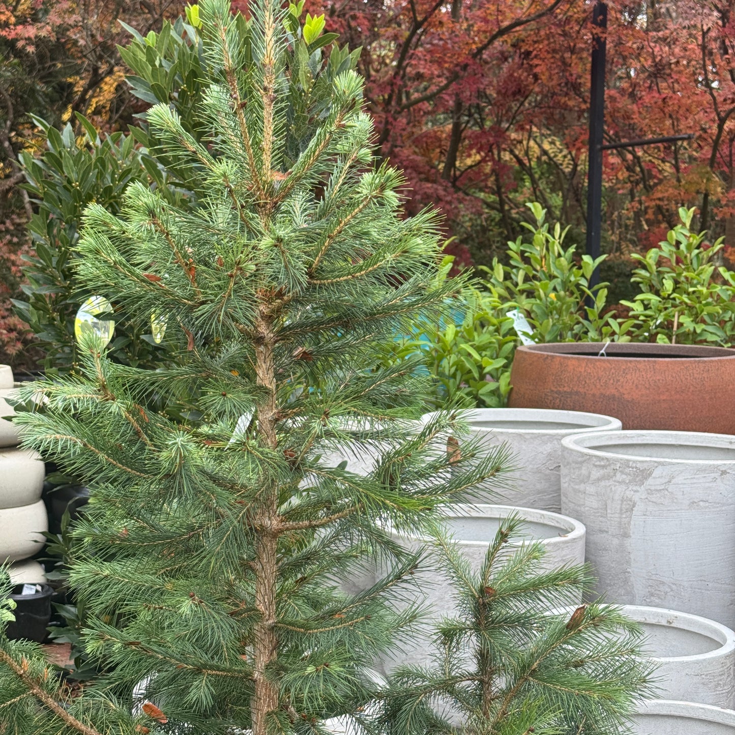 Picea Smithiana - 40cm Pot