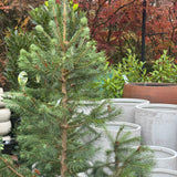 Picea Smithiana - 40cm Pot