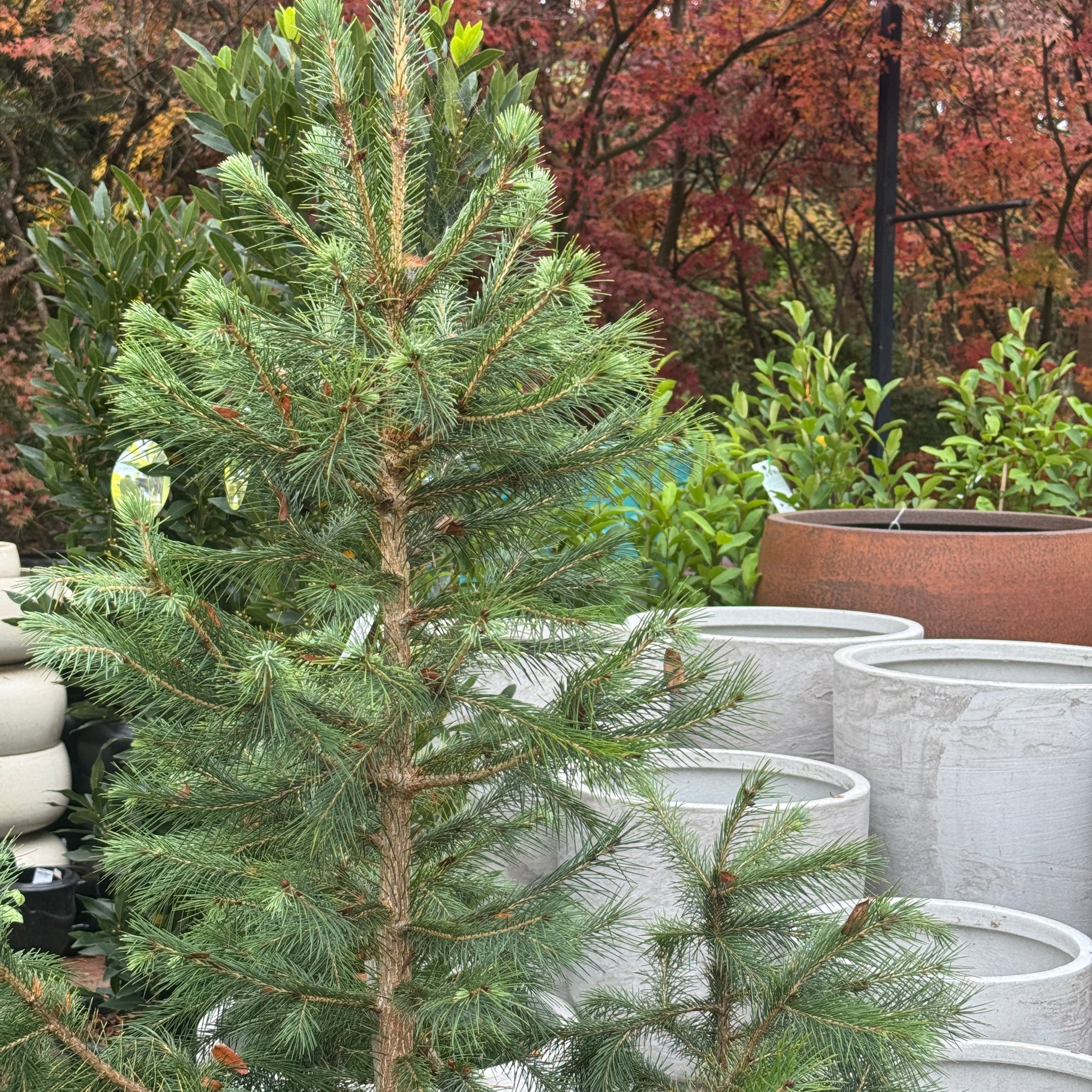Picea Smithiana - 40cm Pot