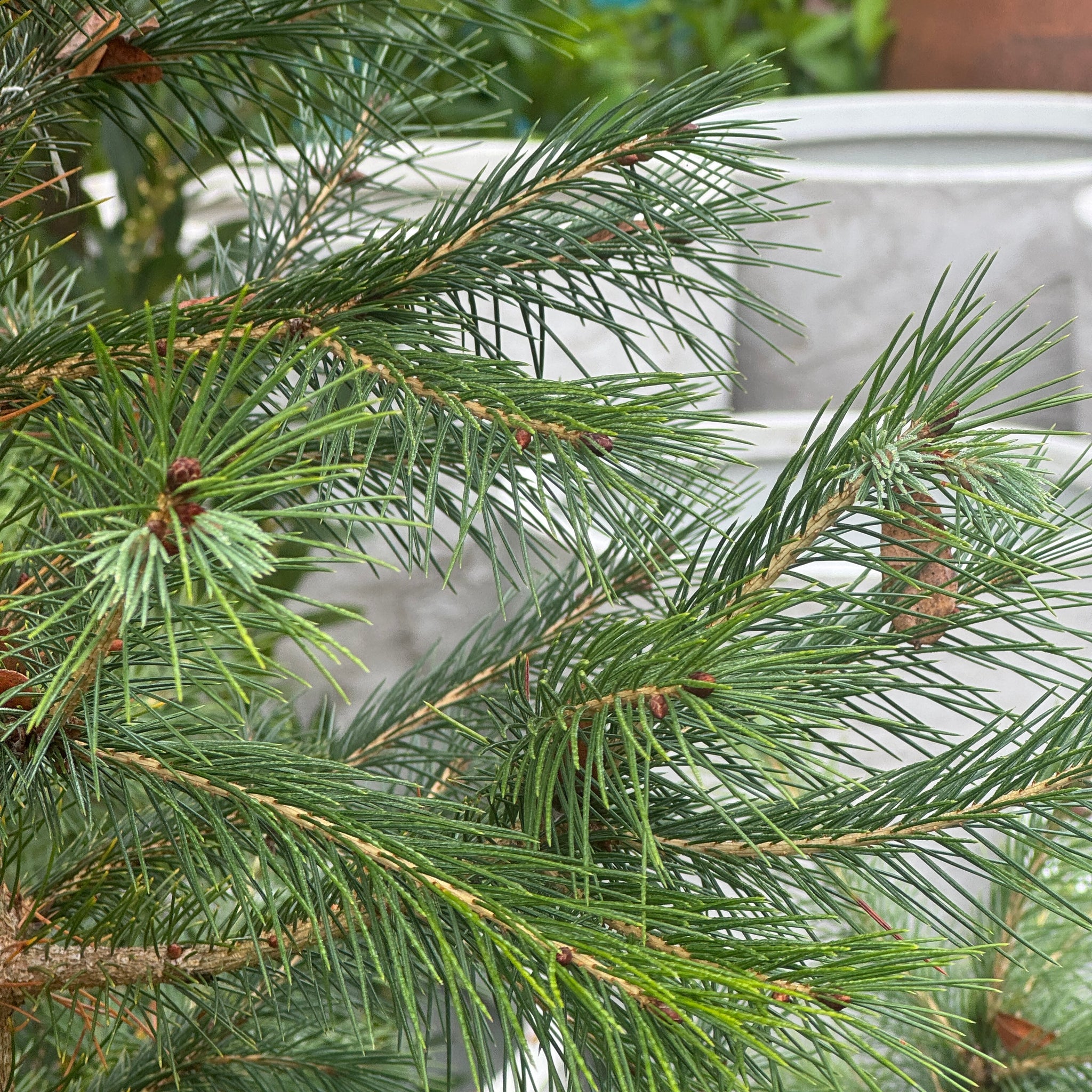 Picea Smithiana - 40cm Pot