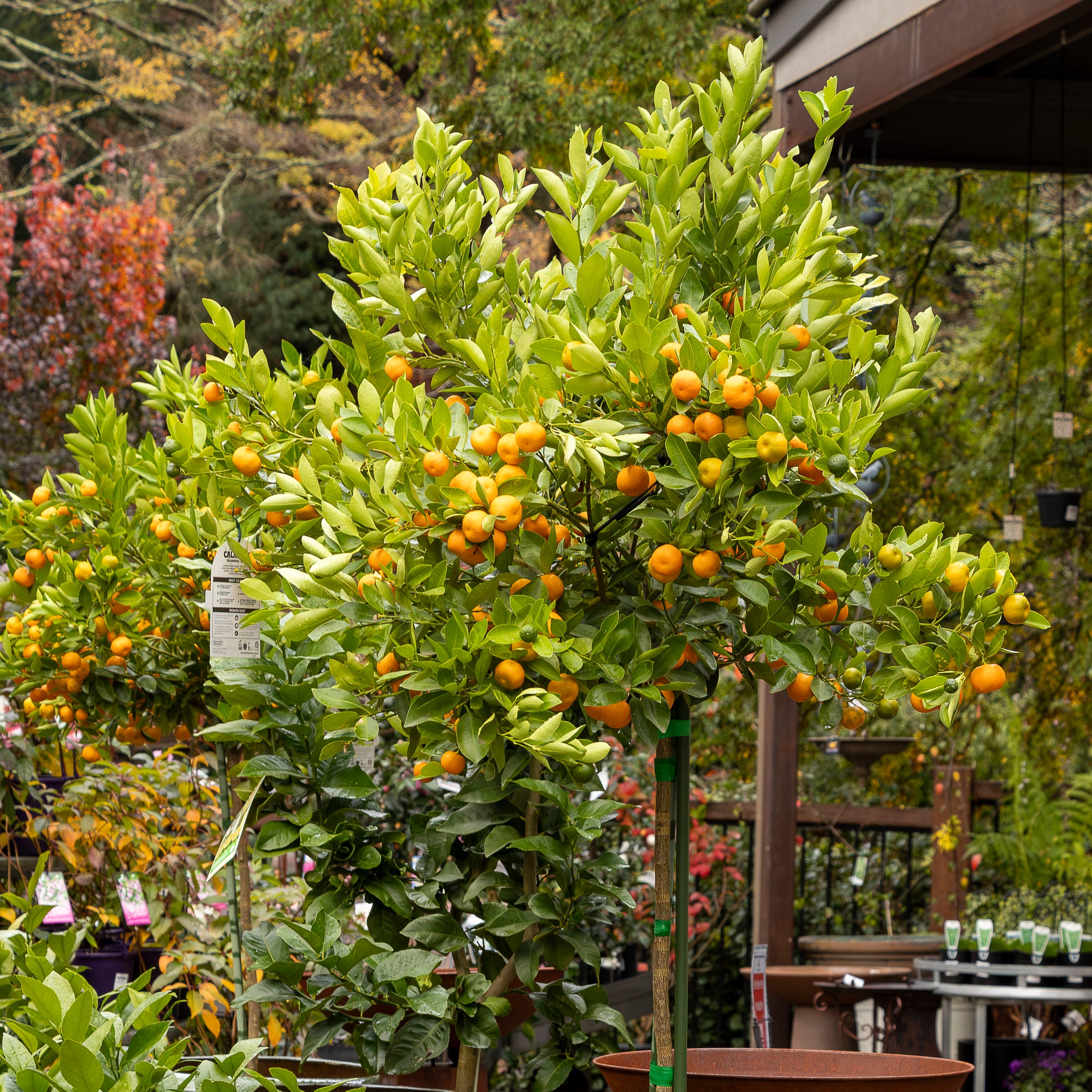 Cumquat Calamondin Standard - 40cm Pot